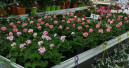 Blumen und Pflanzen immer häufiger aus heimischer Produktion