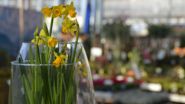 Der Markt für Blumen und Pflanzen ist von der Krise in besonderer Weise betroffen.