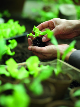 Bei der Einführung des Floraself-Qualitätssiegels wurden zunächst essbare Pflanzen zertifiziert.