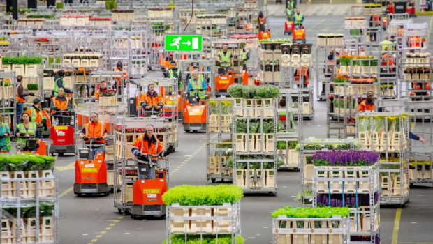 Über die Royal Flora Holland wurden im vergangenen Jahr 3 Prozent mehr Blumen und Pflanzen gehandelt als 2020. Gleichzeitig ist der Umsatz um 21 Prozent gestiegen.