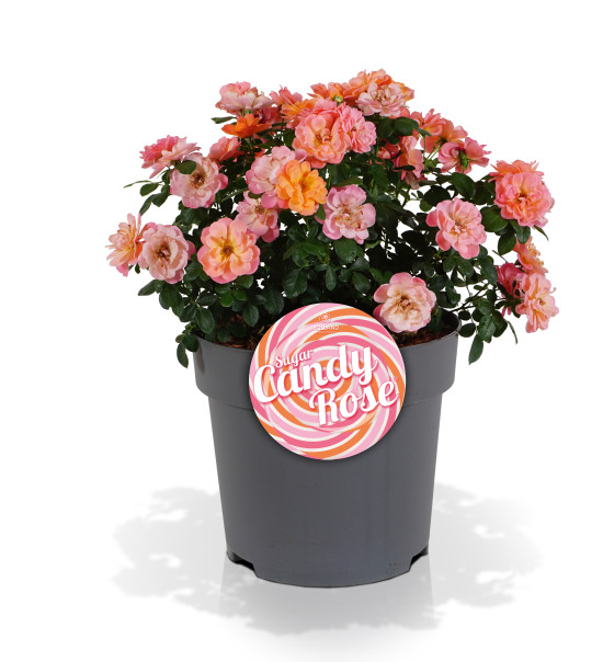 Die neue Sugar Candy-Rose erinnert mit ihrem Farbspiel an ihre süßen Namensgeber.