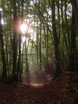 Waldschutz ist gleichzeitig Klima- und Umweltschutz: Toom Baumarkt führt deshalb wieder eine Pro Planet-Aktionswoche durch (Bild: Naturefund).