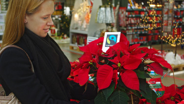 Fairtrade-Weihnachtssterne kommen in den Garten- und DIY-Handel