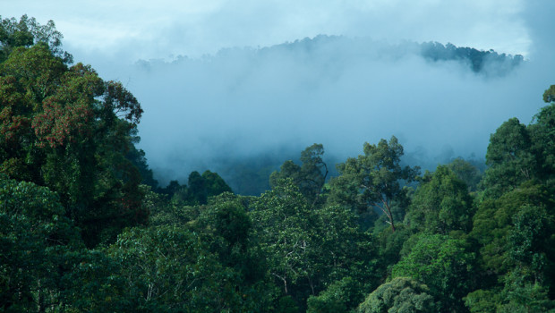 Mehr als 4,66 Million Hektar mit zehn Waldbewirtschaftungseinheiten und zwei Forstplantagen sind in Malaysia mittlerweile PEFC-zertifiziert.