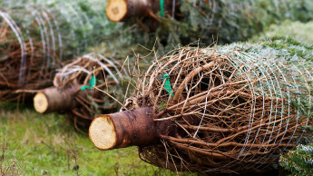 Der Trend zum Zweitbaum hält auch zu Weihnachten 2016 an