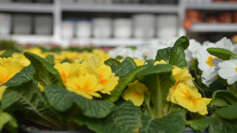 Markt für Blumen und Zierpflanzen ist geschrumpft