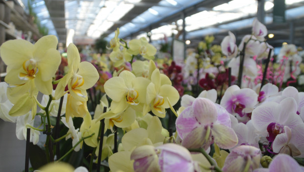 Der Handel mit Blumen und Pflanzen hatte 2020 mit wochenlangen Ladenschließungen zu kämpfen.
