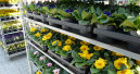 Gartenhandel schließt das erste Quartal mit plus 5,3 Prozent ab
