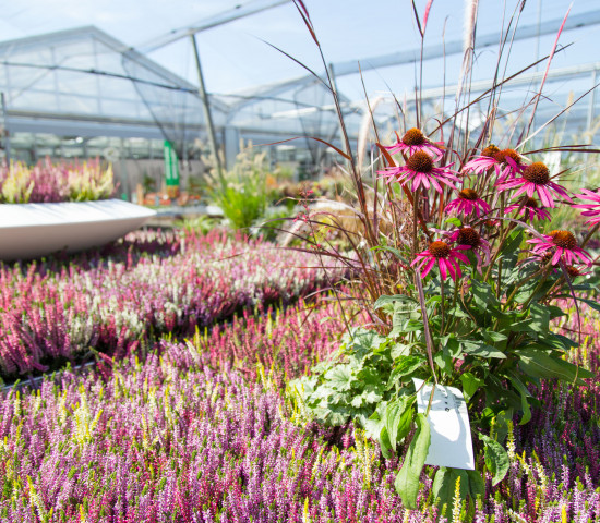 Lebendes Grün ist eindeutiger Sortimentsschwerpunkt von Bellaflora.