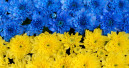 Benefiz-Auktion bei Flora Holland für die Ukraine