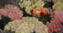 Trend zu mehr höherwertigen Blumen und Pflanzen gestoppt