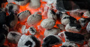 WWF fordert strengere Kontrollen bei Grillkohle