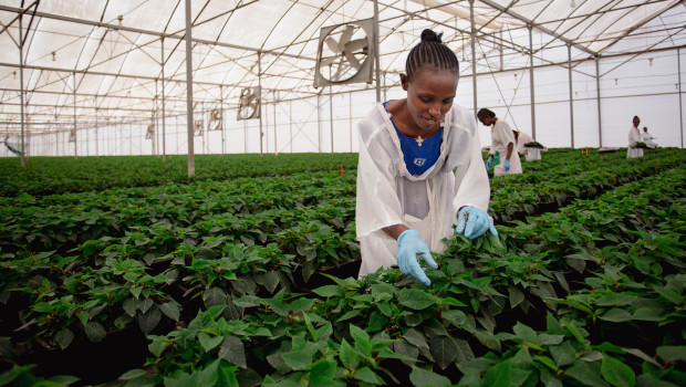 Im Rahmen des Projekts steigen unter anderen die Fairtradeprämien für die Arbeiter im globalen Süden.