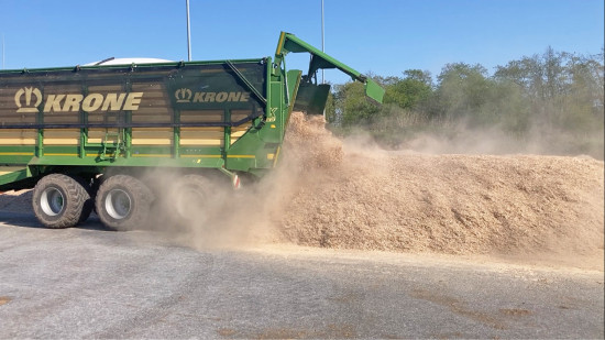 So sieht Miscanthus nach der Ernte aus. Vor der Verarbeitung muss der Rohstoff allerdings noch veredelt werden.