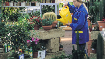 Blumen- und Pflanzenmarkt schrumpft 2023 um 4 Prozent