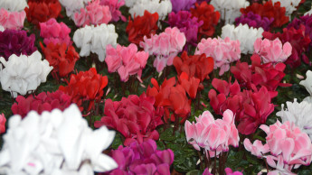 E-Commerce: Umsatz mit DIY-Bedarf und Blumen gestiegen E-Commerce: Umsatz mit DIY-Bedarf und Blumen gestiegen