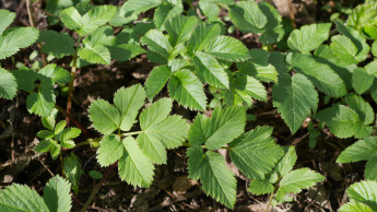 Neudorff und Zasso bilden Joint Venture für das Unkrautmanagement Neudorff und Zasso bilden Joint Venture für das Unkrautmanagement