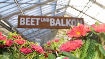 Gesamtmarkt für Blumen und Pflanzen wächst 2018 um ein Prozent