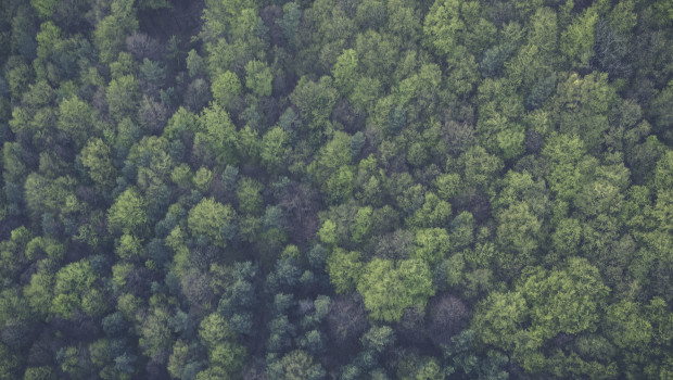 Die FAO spricht sich für Wiederaufforstung und eine nachhaltige Nutzung der Wälder aus.