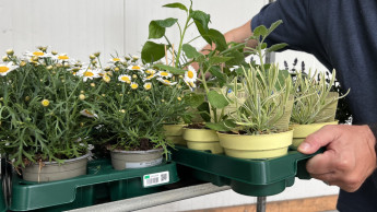 ZVG schließt sich Euro Plant Tray an ZVG schließt sich Euro Plant Tray an