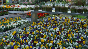 Gartenhandel verliert im kältesten April seit 40 Jahren an Umsatz