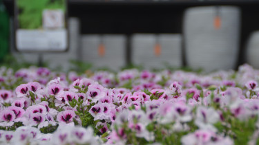 Garten und Heimtier mit Minus auch im Mai