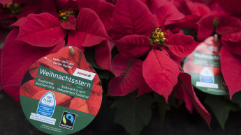 Toom bietet nur noch Fairtrade-Weihnachtssterne an