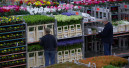 Royal FloraHolland steigert Umsatz 2019 um 3,1 Prozent