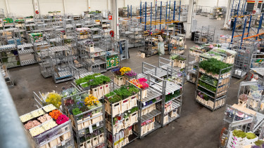 Pieter Bootsma kehrt zu Royal Flora Holland zurück