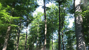 Windhager unterstützt Baumpflanzaktion