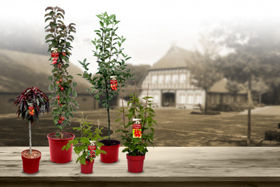 Mit dem Original-Stammhaus als  Bildmotiv inszeniert Baumschule zu Jeddeloh Pflanzen ihre Marke Hof: Obst.