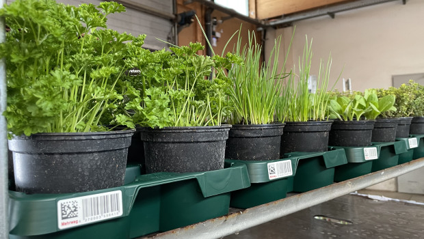 Die Hagebau setzt künftig auf Mehrweg-Trays für Pflanzen.