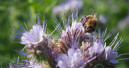 Vor allem den Älteren und den Städtern ist Artenvielfalt im Garten wichtig