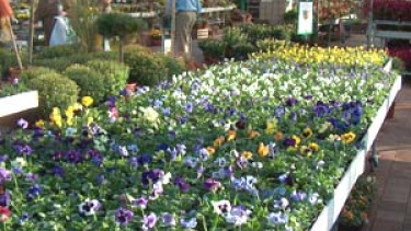 Grünes Minus bleibt