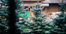 Preise für Weihnachtsbäume steigen