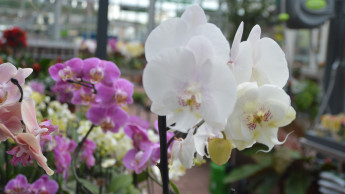 Garten- und Heimtierhandel setzt Talfahrt fort
