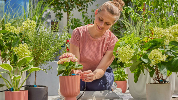 Nur 16,4 Prozent der Hobby-Gärtner gießen, wie empfohlen frühmorgens, bevor die Sonne anfängt zu brennen.