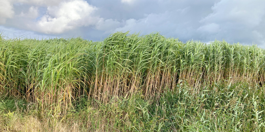 Miscanthus, auch Chinaschilf genannt, lässt sich regional in Norddeutschland anbauen. Re-Peat ist dort der zweitgrößte Anbauer.