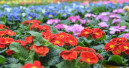 Blumen und Zierpflanzen überstehen den Sommer besser als gedacht