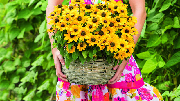 Mit einer gemeinsamen Kampagne wollen die in Fleuroselect zusammengeschlossenen Unternehmen die Verbraucher in diesem Jahr für die Rudbeckia, so der gärtnerische Name des Sonnenhuts, begeistern. Mit einer gemeinsamen Kampagne wollen die in Fleuroselect zusammengeschlossenen Unternehmen die Verbraucher in diesem Jahr für die Rudbeckia, so der gärtnerische Name des Sonnenhuts, begeistern.