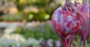 Der Gartenhandel lag im dritten Quartal leicht über Vorjahr