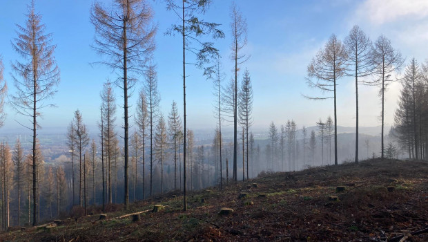 Die Gesellschaft Climatebloom will entstandene Freiflächen aufforsten.  