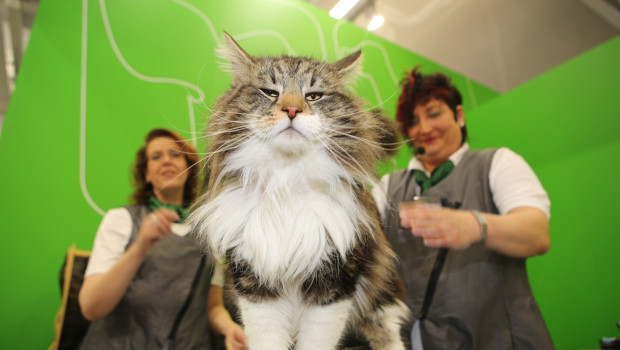 Katzen auf der Interzoo
