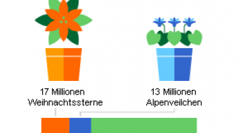 Zierpflanzen: Deutlich weniger Produzenten, etwas weniger Fläche