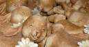 Frohe Ostern