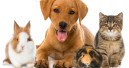 In aller Tierfreundschaft