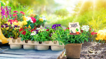 Nachhaltig aufgeblüht Nachhaltig aufgeblüht