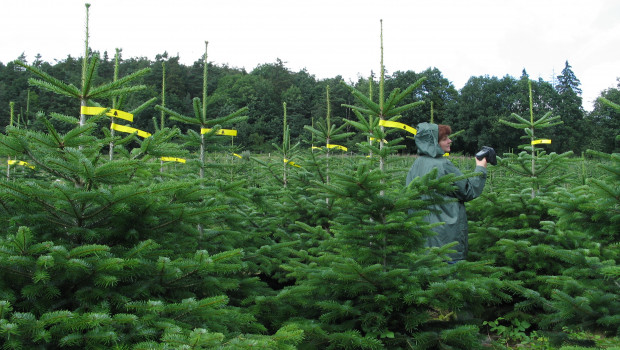 RFID am Christbaum