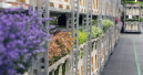 Royal Flora-Holland baut neue digitale Plattform auf