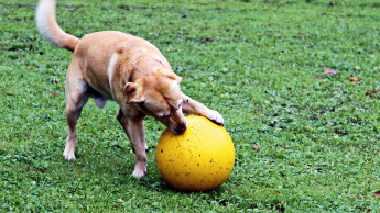 Robuster Spielball für Hunde